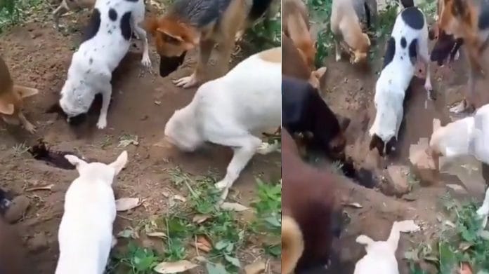 When the dog died, fellow dogs performed the last rites, everyone was surprised to see the video, watch the video When the dog died, fellow dogs performed the last rites, everyone was surprised to see the video, watch the video