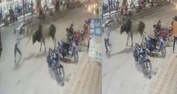 The bull attacked the jawan doing duty from behind, threw him in the air and slammed him on the ground. The bull attacked the jawan doing duty from behind, threw him in the air and slammed him on the ground.