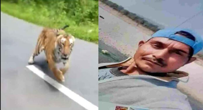 Picsart_22-12-26_12-21-19-456_11zon Tiger attacked Nafees who was drinking on the roadside in Ramnagar Corbett Park range