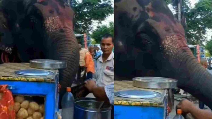 Video of elephant enjoying roadside Panipuri went viral on social media Video of elephant enjoying roadside Panipuri went viral on social media