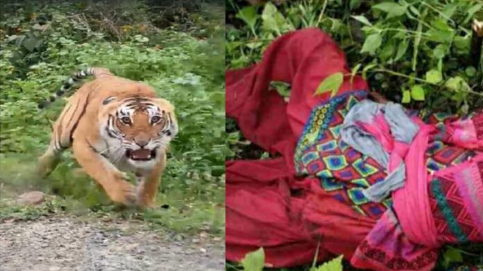 IMG-20240117-WA0035 Tiger attacked a girl who had gone to the forest to collect fodder in Azamgarh.